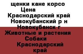 щенки кане корсо › Цена ­ 14 000 - Краснодарский край, Новокубанский р-н, Новокубанск г. Животные и растения » Собаки   . Краснодарский край